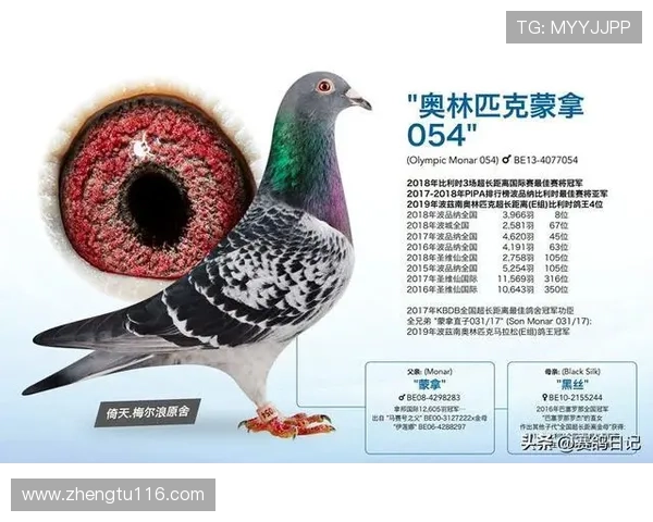 爱羽赛鸽直播精彩对决,见证冠军鸽王诞生时刻 爱羽赛鸽直播精彩对决,见证冠军鸽王诞生时刻